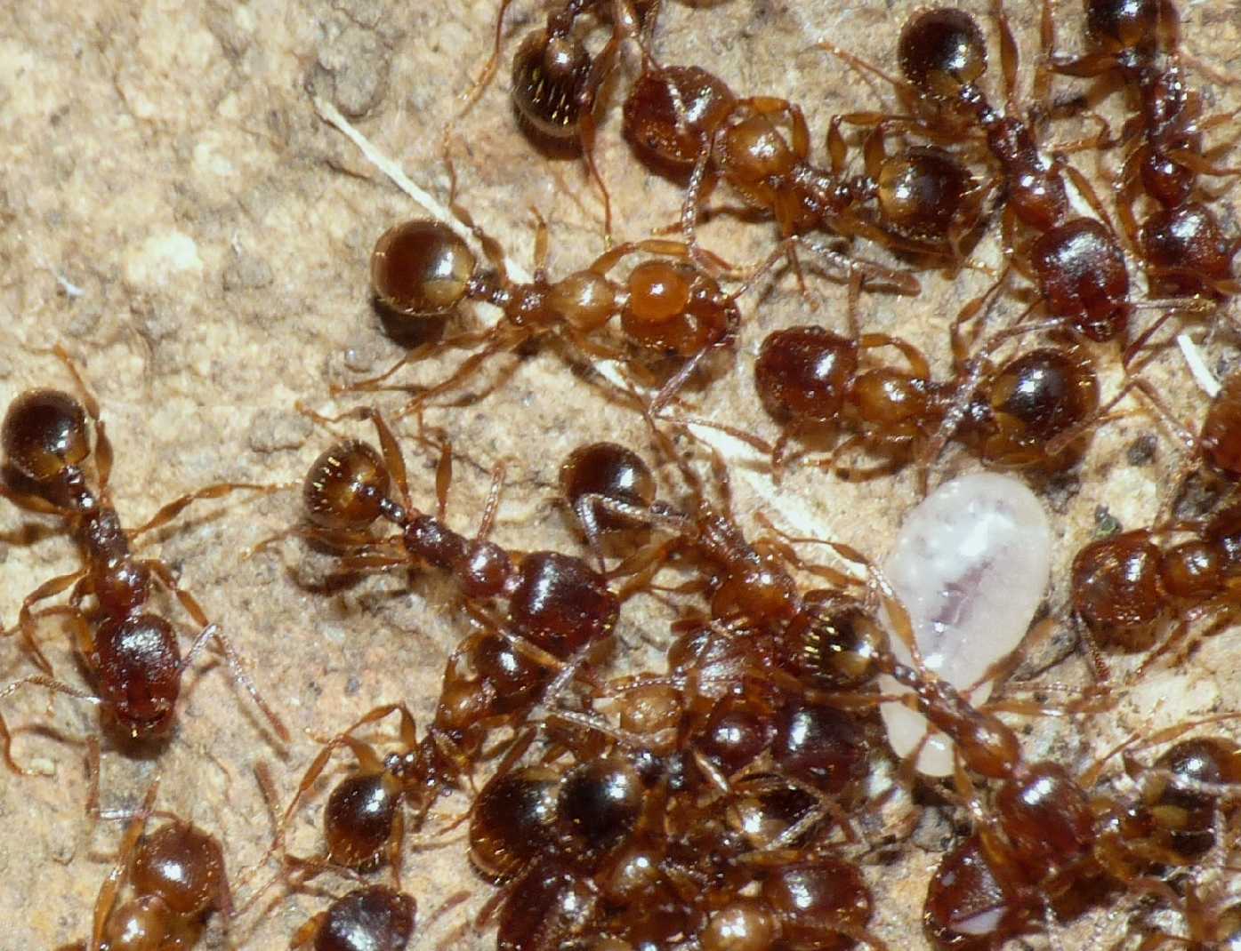 Formiche (Myrmica sp.) parassitate da acari